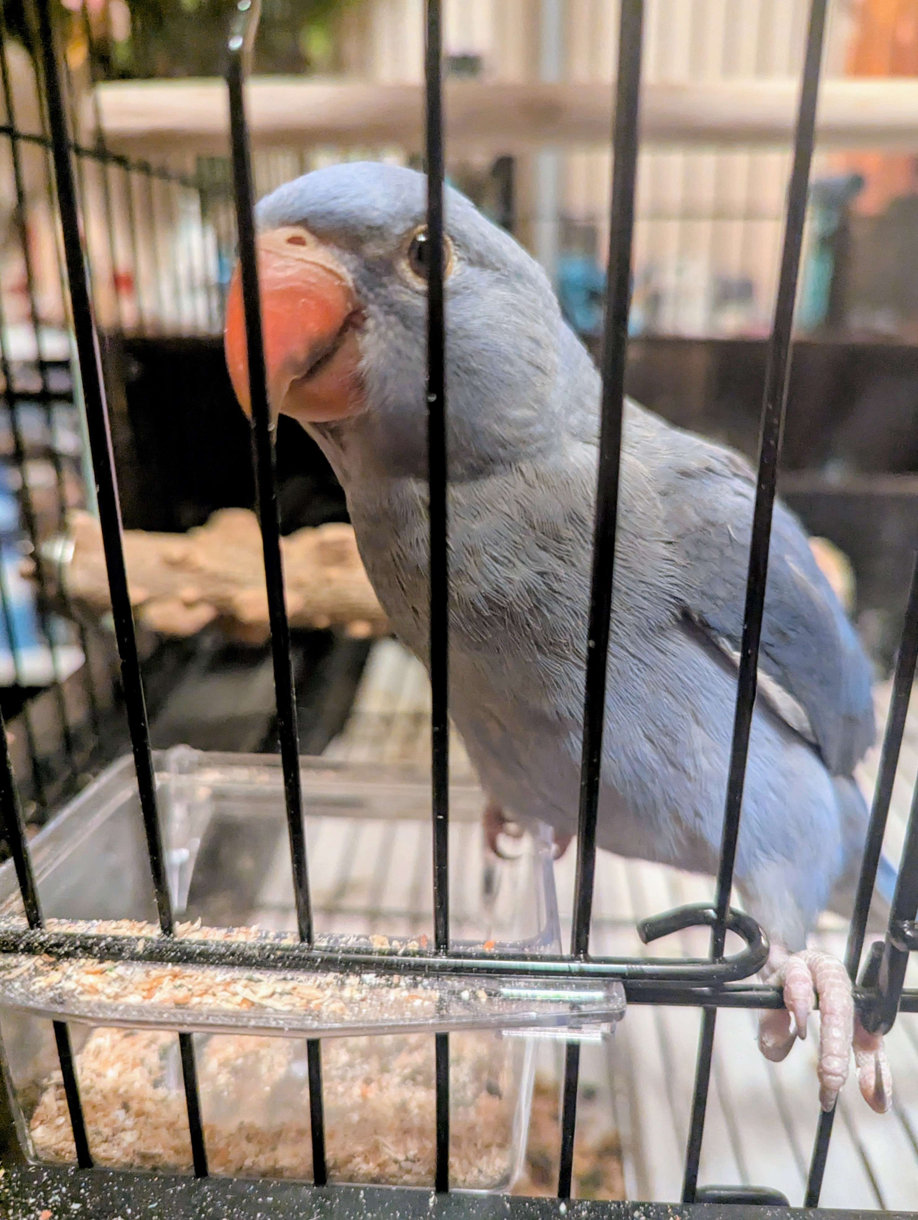 Dinner